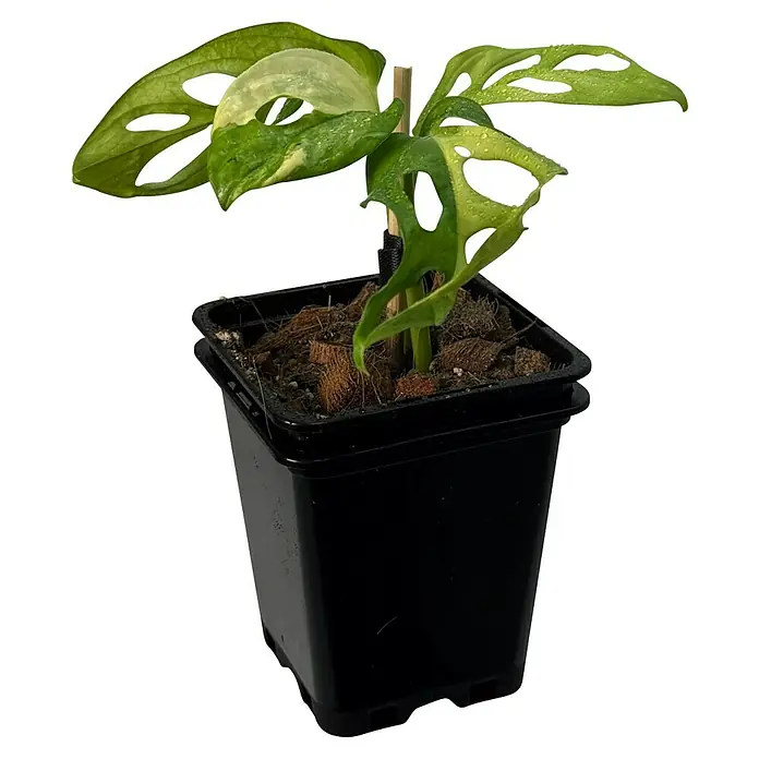 Fensterblatt Rarität - Monstera adansonii aurea variegata, Topfgröße: 9,4 cm - Nahaufnahme einer Zimmerpflanze, einer jungen Monstera adansonii variegata, in einem schwarzen Topf mit Kokosnusssubstrat.