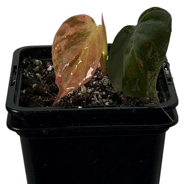 Fensterblatt Rarität - Philodendron micans pink variegata, Topfgröße: 9,4 cm - Nahaufnahme einer Topfpflanze mit herzförmigen Blättern in Rosa- und Grüntönen, ideal als Zimmerpflanze oder Geschenk.