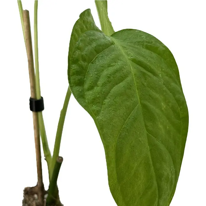 Fensterblatt Rarität - Monstera obliqua tamarido, Topfgröße: 9,4 cm - Nahaufnahme eines jungen Philodendrons mit seinem leuchtend grünen Blatt, das an einem Pflanzenpfahl befestigt ist.