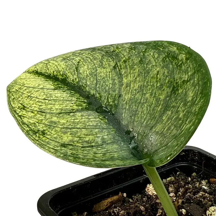 Fensterblatt Rarität - Scindapsus exotica variegata, Topfgröße: 9,4 cm - Nahaufnahme eines jungen Philodendron Jose Buono mit länglichem, grün-gelb gestreiftem Blatt in einem schwarzen Topf.
