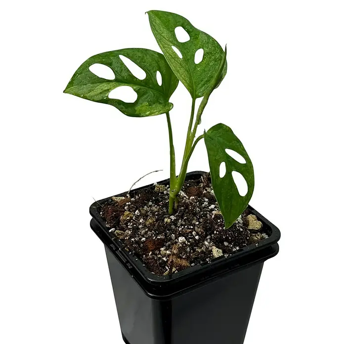Fensterblatt Rarität - Monstera adansonii japanese tricolor variegata, Topfgröße: 9,4 cm - Nahaufnahme einer jungen Monstera adansonii Pflanze in einem schwarzen Topf mit durchlöcherten Blättern.