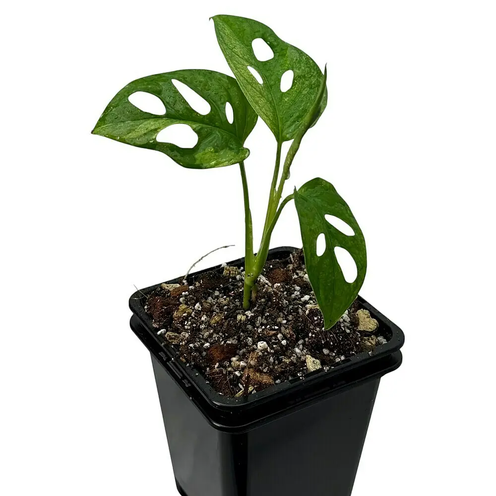 Fensterblatt Raritt - Monstera adansonii japanese tricolor variegata,  Topfgre: 9,4 cm online kaufen bei BAUHAUS