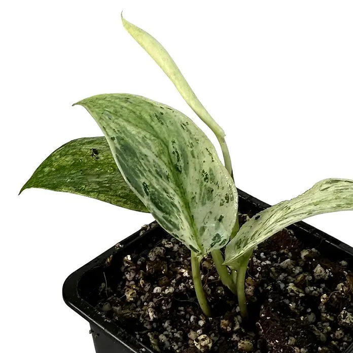 Fensterblatt Rarität - Scindapsus crème brûlée, Topfgröße: 9,4 cm - Nahaufnahme einer jungen, panaschierten Efeutute-Pflanze in einem schwarzen Topf, die ihre attraktiven, grün-weiß gesprenkelten Blätter zeigt.
