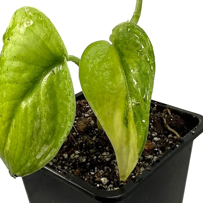 Fensterblatt Rarität - Scindapsus jade satin variegata, Topfgröße: 9,4 cm - Ein glänzender Philodendron 'Lemon Lime' in einem schwarzen Topf, der die lebhaften, hellgrünen Blätter hervorhebt.