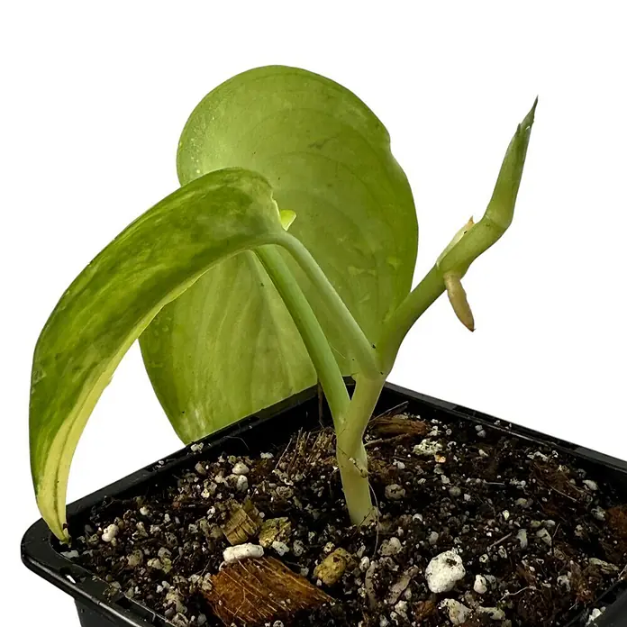 Fensterblatt Rarität - Scindapsus jade satin variegata, Topfgröße: 9,4 cm - Nahaufnahme einer jungen, im Topf wachsenden Epipremnum aureum 'Golden Pothos'-Pflanze, die ihre attraktiven, panaschierten Blätter zeigt.