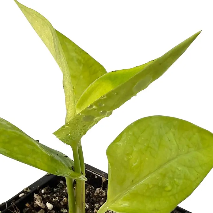 Fensterblatt Rarität - Monstera spruceana, Topfgröße: 9,4 cm - Nahaufnahme einer jungen Hoya-Pflanze mit hellgrünen Blättern und Wassertropfen in einem schwarzen Topf.