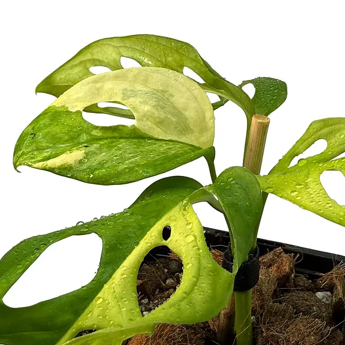 Fensterblatt Rarität - Monstera adansonii aurea variegata, Topfgröße: 9,4 cm - Nahaufnahme einer Monstera adansonii Variegata Pflanze mit ihren charakteristischen Löchern und der einzigartigen Blattfärbung.