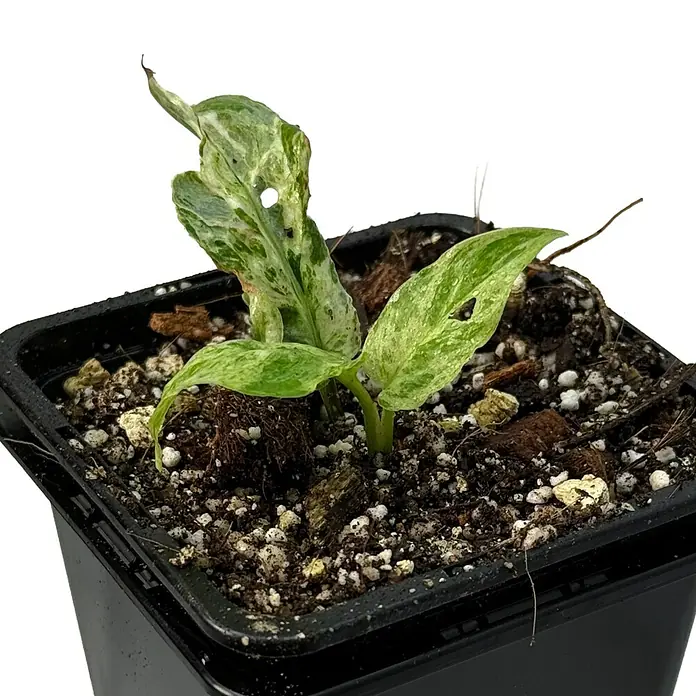 Fensterblatt Rarität - Monstera frozen freckles, Topfgröße: 9,4 cm - Nahaufnahme einer panaschierten Mini-Monstera im Topf, die ihre einzigartigen, gefleckten Blätter und ihr kompaktes Wachstum zeigt.