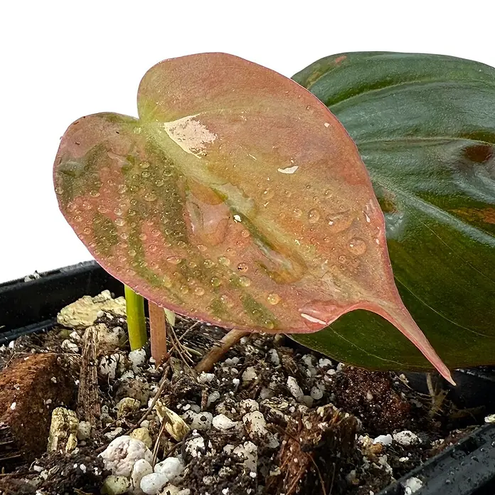 Fensterblatt Rarität - Philodendron micans pink variegata, Topfgröße: 9,4 cm - Nahaufnahme eines Philodendron-Juwels mit rosafarbenen Blättern und Wassertropfen in einem Topf mit Erde und weißen Steinen.