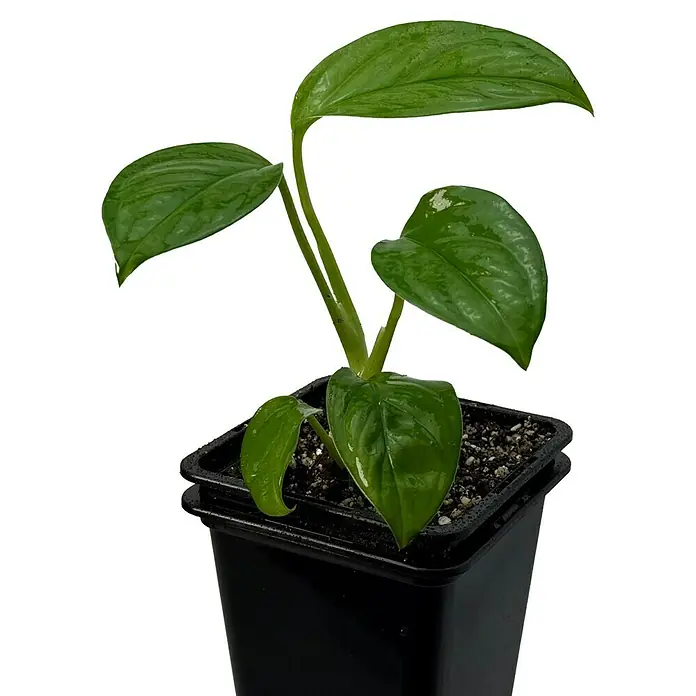 Fensterblatt Rarität - Monstera obliqua cf pangui, Topfgröße: 9,4 cm - Ein junger Philodendron-Pflanze in einem schwarzen Topf, mit glänzenden, grünen Blättern. Perfekt für Zimmer und Wintergärten.