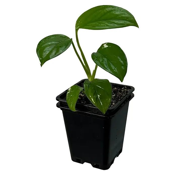 Fensterblatt Rarität - Monstera obliqua cf pangui, Topfgröße: 9,4 cm - Ein grüner Philodendron-Sämling in einem schwarzen Topf, die glänzenden Blätter sind ein Blickfang. Ideal für Zimmergärtner!