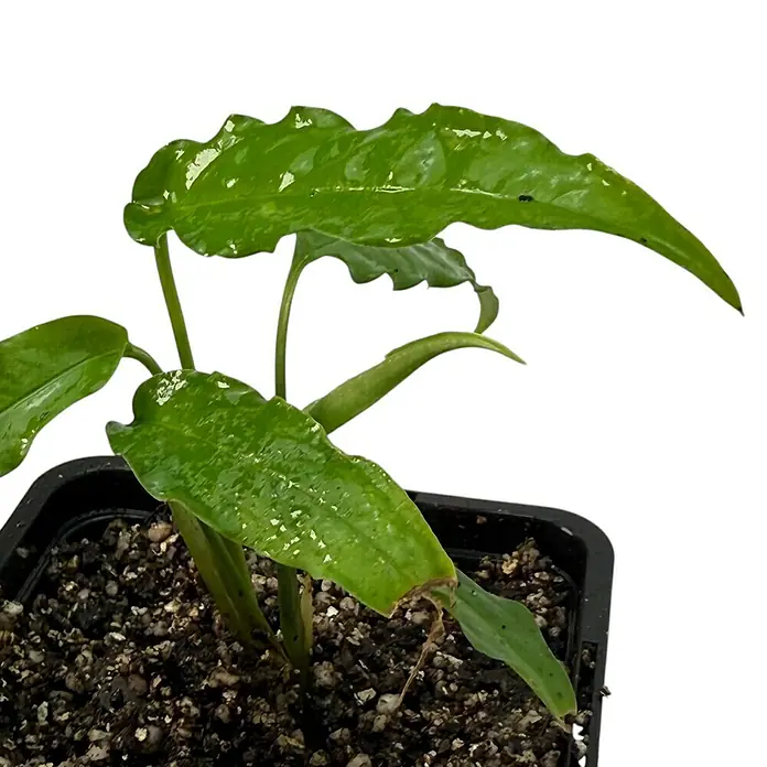 Fensterblatt Rarität - Monstera obliqua tiwintza narrow, Topfgröße: 9,4 cm - Das Bild zeigt eine Zimmerpflanze im Topf. Die grünen Blätter der Pflanze sind glänzend und haben eine gewellte Form, die sie zu einem dekorativen Element macht.