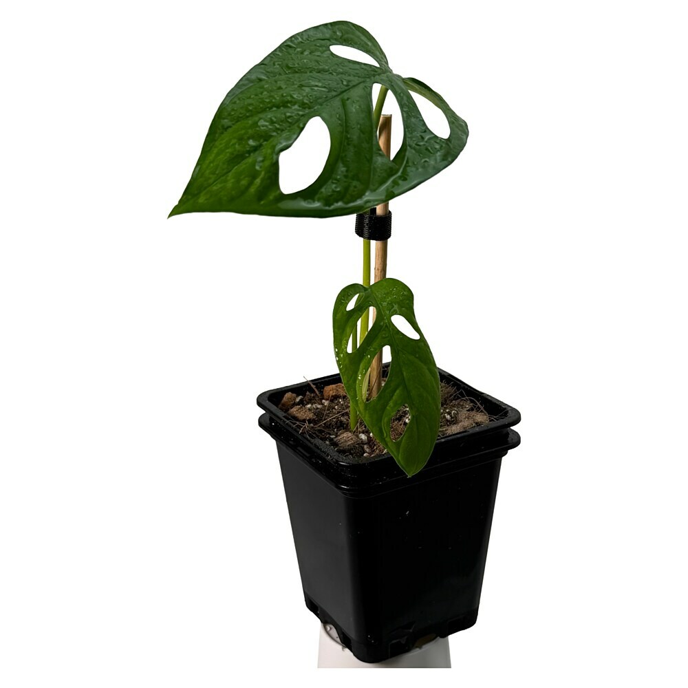 Fensterblatt Raritt - Monstera obliqua aff. Cuyabeno, Topfgre: 9,4 cm  online kaufen bei BAUHAUS