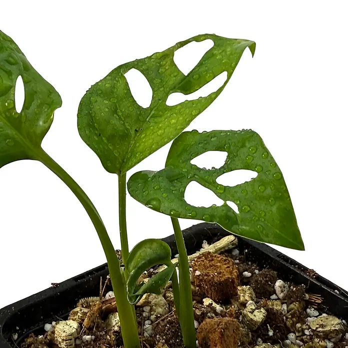 Fensterblatt Rarität - Monstera obliqua los tayos, Topfgröße: 9,4 cm - Zimmerpflanze Monstera Adansonii in einem schwarzen Topf, die grünen Blätter weisen charakteristische Löcher auf.