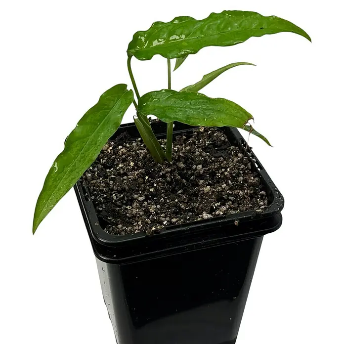 Fensterblatt Rarität - Monstera obliqua tiwintza narrow, Topfgröße: 9,4 cm - Syngonium 'Wendlandii' im schwarzen Topf. Die Pflanze hat dunkelgrüne, pfeilförmige Blätter und ist in einem quadratischen Topf gepflanzt.