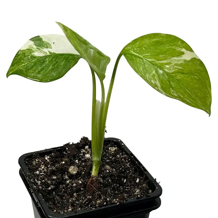 Fensterblatt Rarität - Rhaphidophora foraminifera albo variegata, Topfgröße: 9,4 cm - Diese Aufnahme zeigt eine junge, panaschierte Monstera im Topf, die mit ihrem außergewöhnlichen Farbspiel ein echter Hingucker ist.