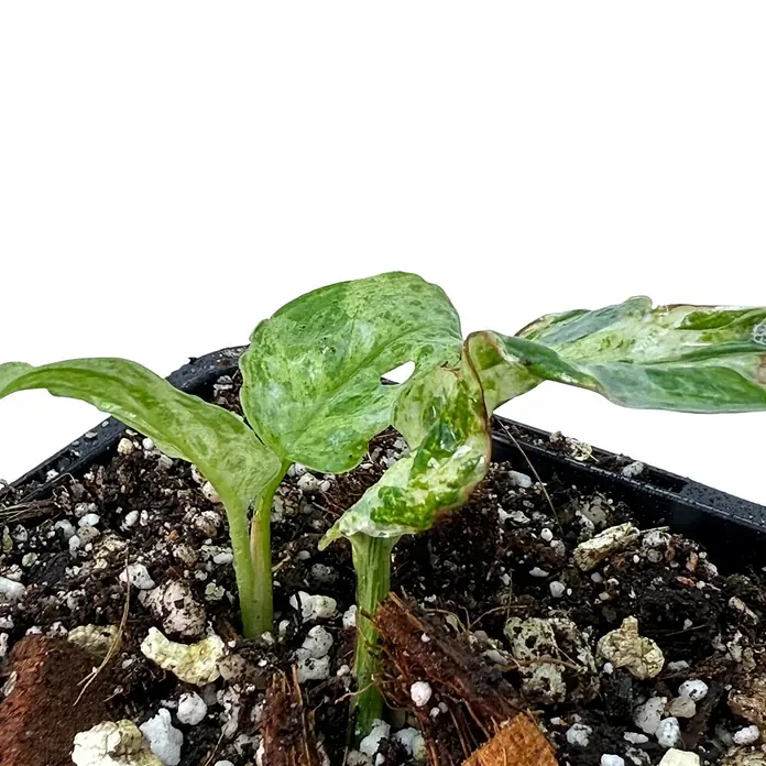 Fensterblatt Rarität - Monstera frozen freckles, Topfgröße: 9,4 cm - Junger Philodendron 'Paraiso Verde' in einem Topf mit Erde, der sein panaschiertes Laub zeigt.