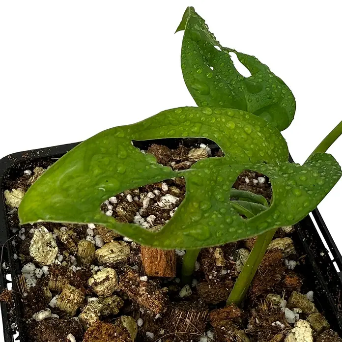 Fensterblatt Rarität - Monstera obliqua los tayos, Topfgröße: 9,4 cm - Nahaufnahme einer Monstera-Adansonii-Pflanze im Topf, deren grüne Blätter mit Wassertropfen bedeckt sind und charakteristische Löcher aufweisen.