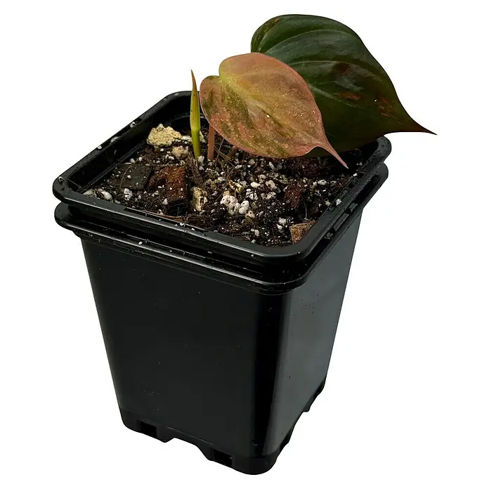 Fensterblatt Rarität - Philodendron micans pink variegata, Topfgröße: 9,4 cm - Das Foto zeigt eine Philodendron Plant mit grün-rosa Blätter in einem schwarzen Topf, eine perfekte Zimmerpflanze.