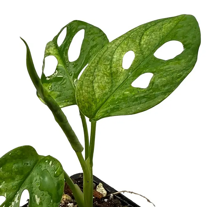 Fensterblatt Rarität - Monstera adansonii japanese tricolor variegata, Topfgröße: 9,4 cm - Nahaufnahme einer Monstera-Pflanze mit charakteristischen Löchern in den Blättern, die ihre einzigartige Schönheit hervorheben.