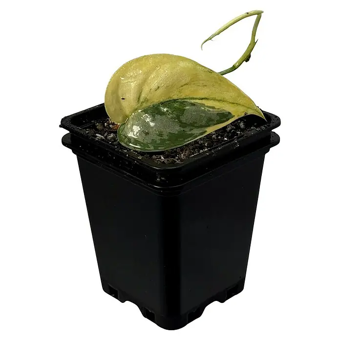 Fensterblatt Rarität - Scindapsus mayari variegata, Topfgröße: 9,4 cm - Nahaufnahme einer Topfpflanze mit einem auffälligen panaschierten Blatt, das in einem schwarzen Topf sitzt.