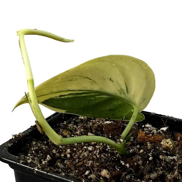 Fensterblatt Rarität - Scindapsus mayari variegata, Topfgröße: 9,4 cm - Ein Pothos Golden Queen Steckling in einem Topf, der durch seine panaschierten Blätter besticht.