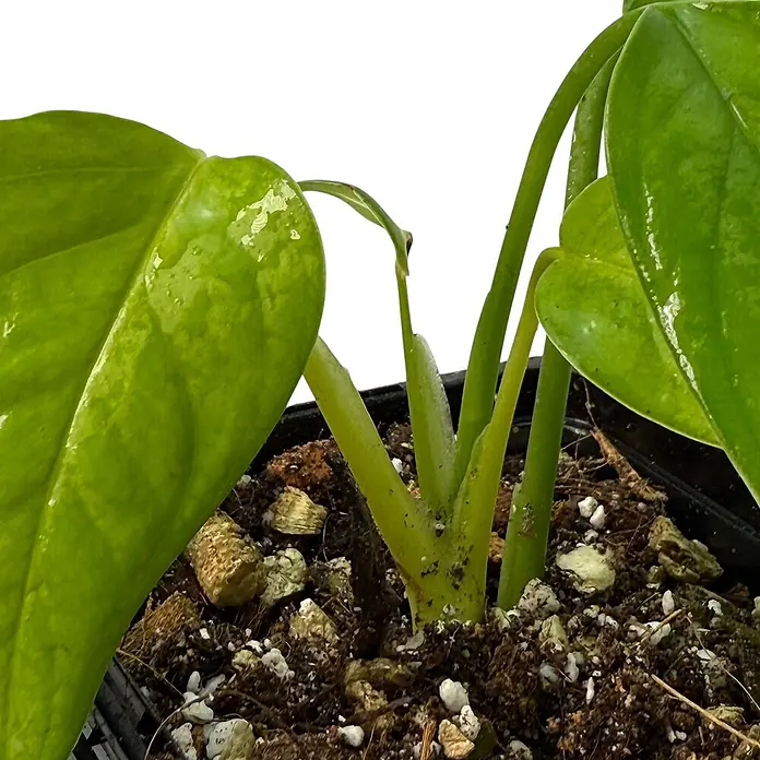 Fensterblatt Rarität - Monstera obliqua misahualli, Topfgröße: 9,4 cm - Nahaufnahme einer Zimmerpflanze in einem Topf mit grünen Blättern und dunkler Erde.