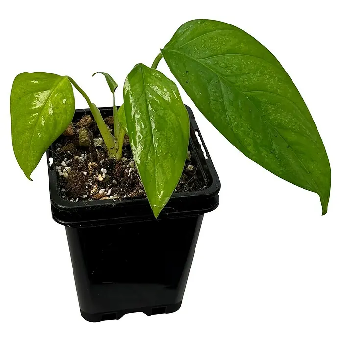 Fensterblatt Rarität - Monstera obliqua misahualli, Topfgröße: 9,4 cm - Eine Nahaufnahme einer grünen Zimmerpflanze in einem schwarzen Topf, ideal für die Dekoration Ihres Zuhauses.