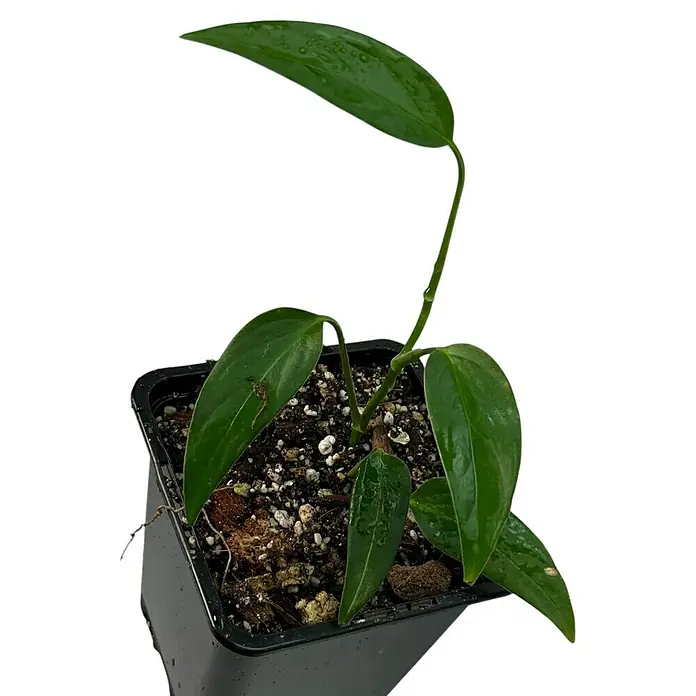 Fensterblatt Rarität - Monstera spec. Peruviana, Topfgröße: 9,4 cm - Nahaufnahme einer jungen Hoya lanceolata bella Pflanze in einem schwarzen Topf, die ihre langen, schmalen, grünen Blätter zeigt.