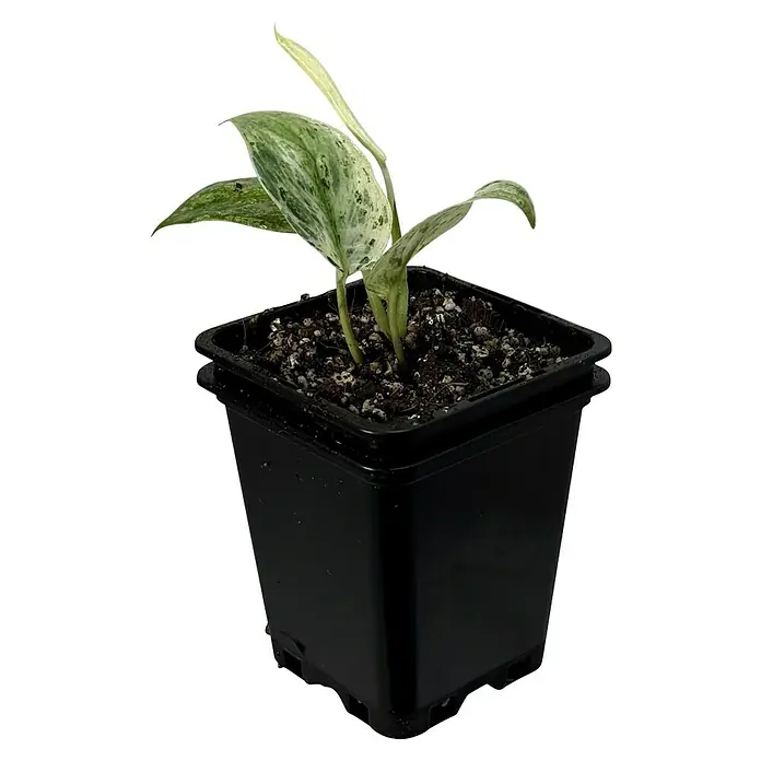 Fensterblatt Rarität - Scindapsus crème brûlée, Topfgröße: 9,4 cm - Nahaufnahme einer jungen Manjula-Pflanze in einem schwarzen Topf, die ihre attraktive, panaschierte Belaubung zeigt.