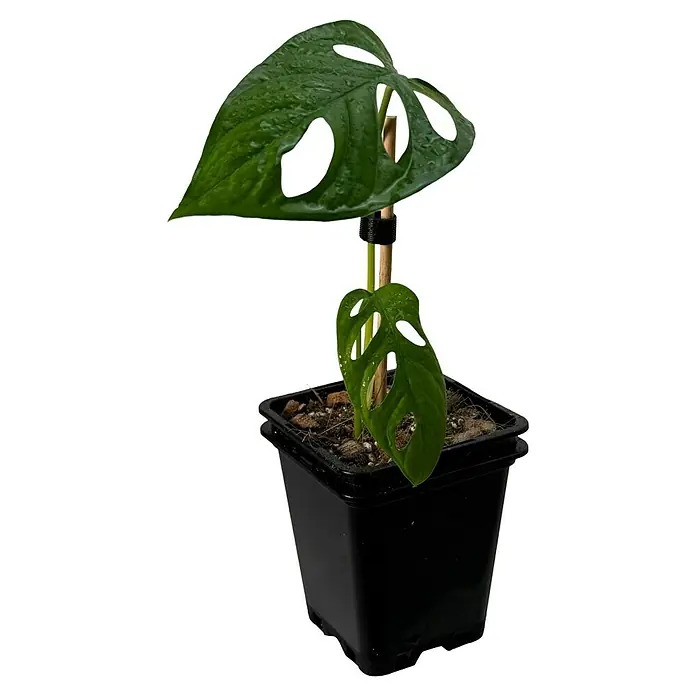 Fensterblatt Rarität - Monstera obliqua aff. Cuyabeno, Topfgröße: 9,4 cm - Detailaufnahme einer jungen Monstera Adansonii Pflanze, die an einem Moosstab wächst und in einem schwarzen Topf sitzt.