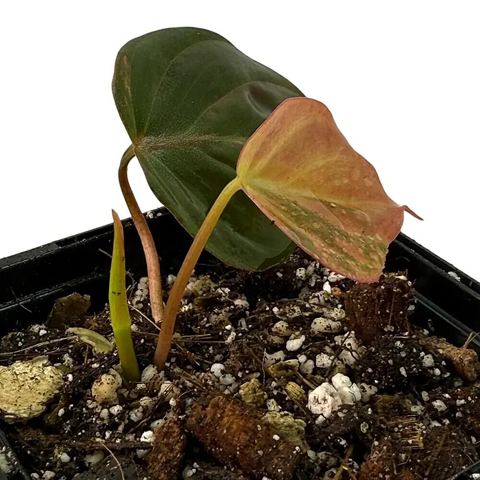 Fensterblatt Rarität - Philodendron micans pink variegata, Topfgröße: 9,4 cm - Nahaufnahme einer Philodendron-Erdbeer-Shake-Pflanze in einem Topf, die ihre einzigartigen rosa-grünen Blätter und die gesprenkelte Blumenerde zeigt.