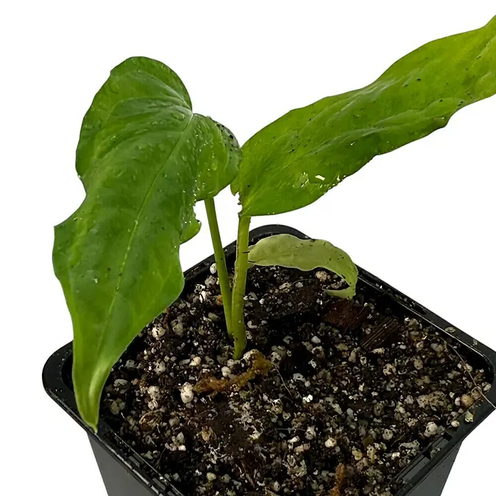Fensterblatt Rarität - Monstera obliqua amazonica, Topfgröße: 9,4 cm - Zimmerpflanze in einem Topf mit grünen Blättern und dunkler Erde, ideal für die Dekoration von Innenräumen.