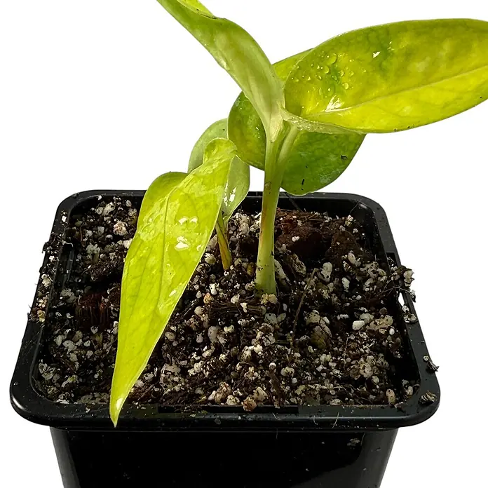 Fensterblatt Rarität - Monstera spruceana, Topfgröße: 9,4 cm - Jungpflanze in einem schwarzen Topf mit hellgrünen Blättern. Die Pflanze ist mit Erde und Kokosfasern bepflanzt und wächst.
