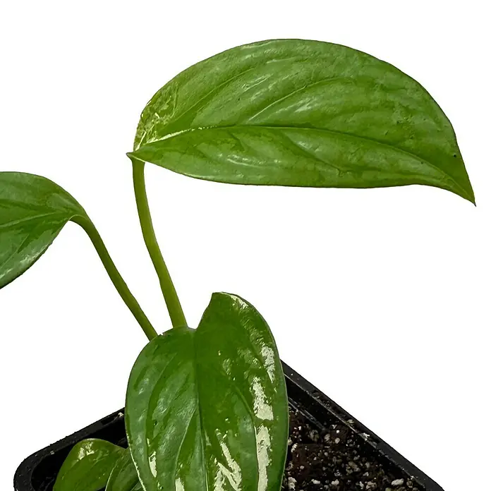 Fensterblatt Rarität - Monstera obliqua cf pangui, Topfgröße: 9,4 cm - Nahaufnahme einer Zimmerpflanze mit glänzenden grünen Blättern in einem Topf. Die Textur der Blätter ist deutlich erkennbar und verleiht der Pflanze Lebendigkeit.