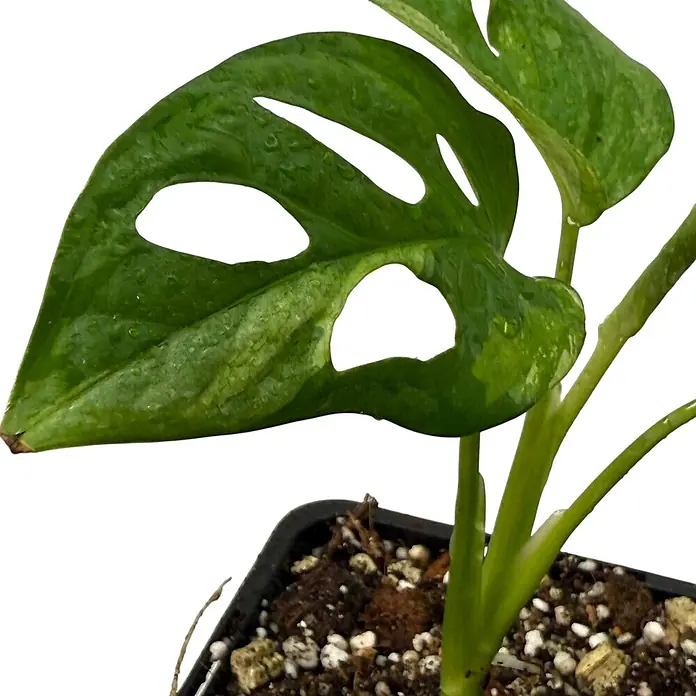 Fensterblatt Rarität - Monstera adansonii japanese tricolor variegata, Topfgröße: 9,4 cm - Nahaufnahme einer Zimmerpflanze Monstera mit charakteristischen Löchern in den grünen Blättern, die in einem schwarzen Topf wächst.