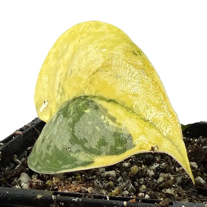 Fensterblatt Rarität - Scindapsus mayari variegata, Topfgröße: 9,4 cm - Gelb-grünes Pflanzenblatt in einem Topf mit Erde. Das Blatt weist eine einzigartige Färbung und Textur auf und verleiht jedem Raum einen Hauch von Natur.