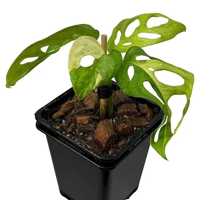 Fensterblatt Rarität - Monstera adansonii aurea variegata, Topfgröße: 9,4 cm - Nahaufnahme einer Monstera adansonii Variegata Zimmerpflanze in einem schwarzen Topf, die ihre attraktiven Blätter zeigt.