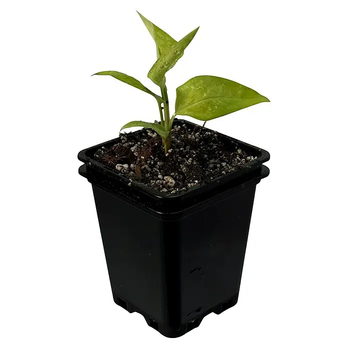 Fensterblatt Rarität - Monstera spruceana, Topfgröße: 9,4 cm - Jungpflanze in einem schwarzen Topf mit grünen Blättern und feuchten Erdflecken. Ideal für den Start Ihres eigenen Gartens!