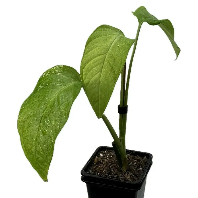 Fensterblatt Rarität - Monstera obliqua tamarido, Topfgröße: 9,4 cm - Nahaufnahme einer Syngonium podophyllum Zimmerpflanze in einem schwarzen Topf, die ihre dekorativen grünen Blätter präsentiert.