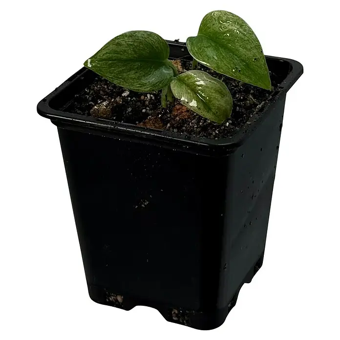 Fensterblatt Rarität - Scindapsus treubii ghost mint variegata, Topfgröße: 9,4 cm - Nahaufnahme einer jungen Zimmerpflanze in einem schwarzen Topf, die grüne Blätter hat.
