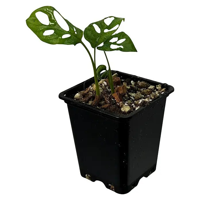 Fensterblatt Rarität - Monstera obliqua los tayos, Topfgröße: 9,4 cm - Monstera Adansonii Pflanze in einem Topf. Die Zimmerpflanze hat markante Löcher in ihren Blättern und eine saftig grüne Farbe.