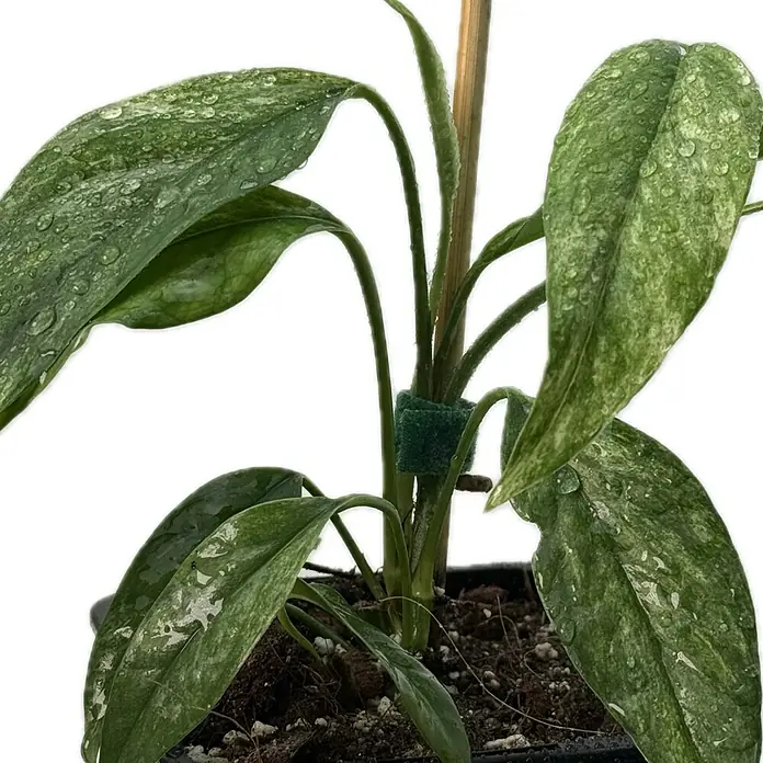 Fensterblatt Rarität - Epipremnum hanoman sp. bali variegata, Topfgröße: 9,4 cm - Nahaufnahme einer Zimmerpflanze mit großen, gemusterten Blättern und einem Holzstab zur Unterstützung in einem Topf.
