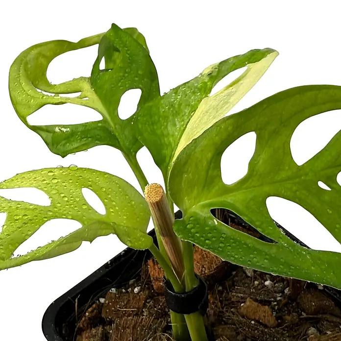 Fensterblatt Rarität - Monstera adansonii aurea variegata, Topfgröße: 9,4 cm - Nahaufnahme einer jungen Monstera adansonii Variegata-Pflanze mit charakteristischen Löchern in den Blättern und Wassertropfen.