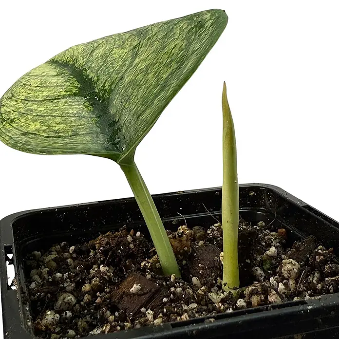 Fensterblatt Rarität - Scindapsus exotica variegata, Topfgröße: 9,4 cm - Nahaufnahme einer Alocasia-Pflanze mit einem auffälligen Blatt und einem neuen Trieb in einem schwarzen Topf.