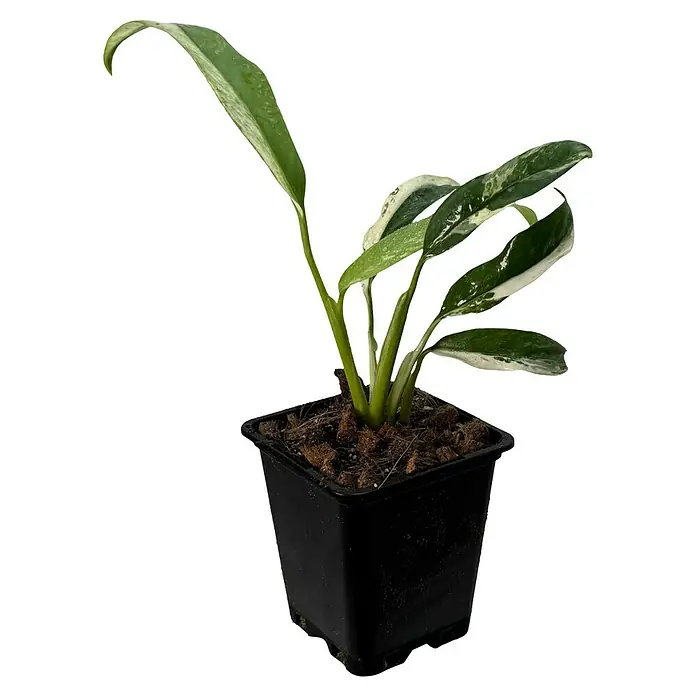 Fensterblatt Rarität - Rhaphidophora puberula variegata, Topfgröße: 9,4 cm - Zimmerpflanze in einem schwarzen Topf, ein Blickfang für jeden Raum.