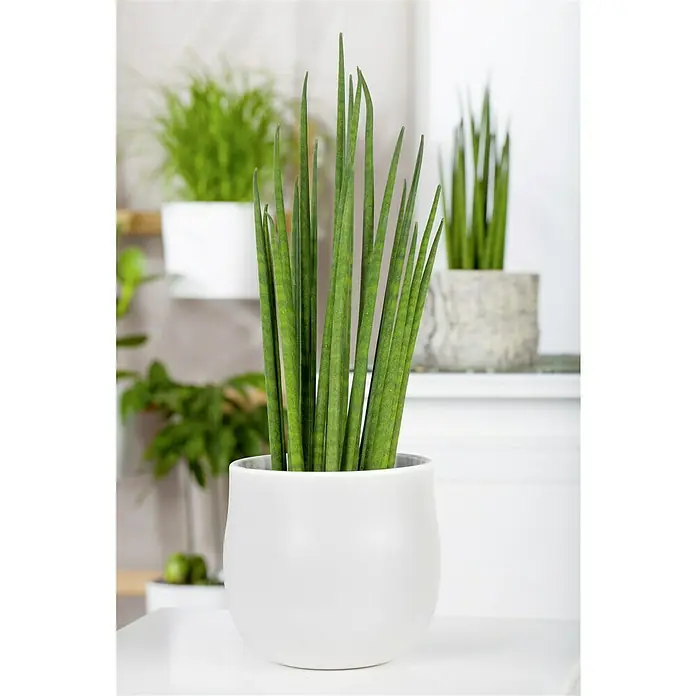 Piardino Bogenhanf Spaghetti - Sanseviera cylindrica Spaghetti, Topfgröße: 12 cm, Gelb-Grün - Zylindrische Sansevieria in einem weißen Topf. Die Pflanze hat lange, grüne Blätter und steht auf einem weißen Tisch.
