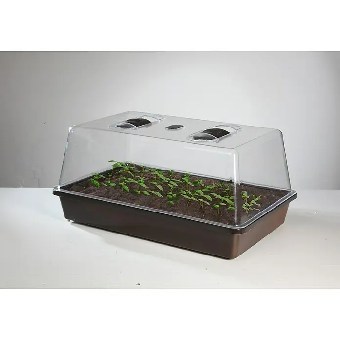 Floraworld Zimmergewächshaus - 38 x 24 x 18,5 cm, Braun - Anzuchtkasten mit durchsichtigem Deckel und jungen Pflanzen, ideal für die Voranzucht von Gemüse und Blumen im Haus oder Gewächshaus.