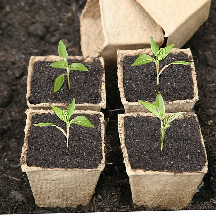Floraworld Classic Anzuchttopf Set - 20 Stk., 6 x 6 x 5,5 cm, Natur - Junge Pflanzen in biologisch abbaubaren Anzuchttöpfen, bereit zum Umpflanzen. Ideal für Gartenprojekte und umweltfreundliche Gärtnerei.