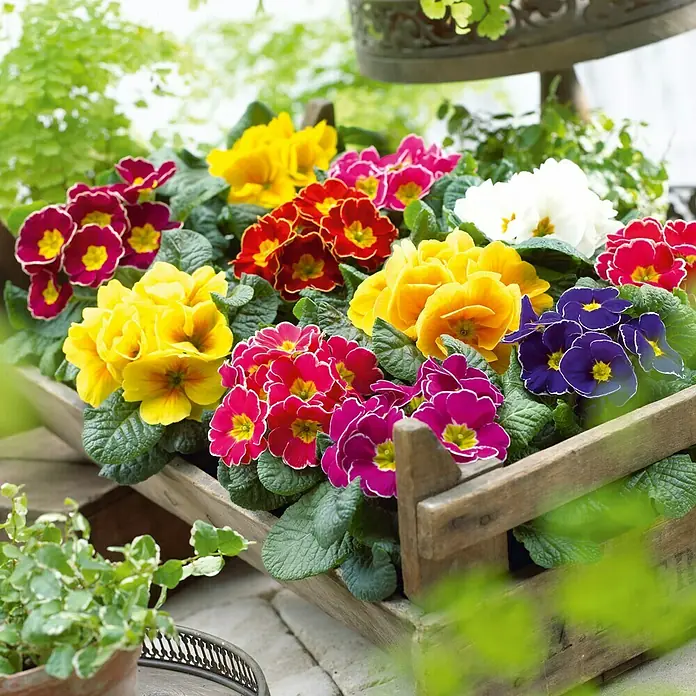 Piardino Prímula - Primula acaulis, Tamaño de maceta: 10,5 cm - Una caja de madera llena de flores de primavera coloridas, que crean un ambiente alegre y vibrante. Las prímulas florecen en varios colores.